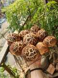Mushroom Bun 🍄 bánh mì ngọt hình nấm 🍄