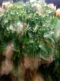 Farali aloo sing bhaji
