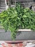 Pesto con il ciuffo di carote