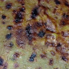 Leftover Dal parantha A picture of Leftover Dal parantha.