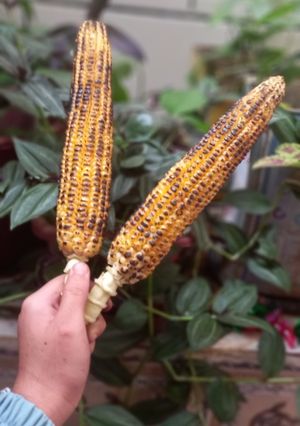 عکسی از دستور ذرت بلال🌽