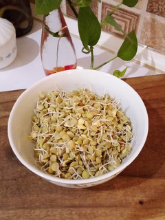 عکسی از دستور عمل آوری جوانه عدس و خواص آن