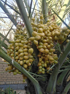عکسی از دستور حلوا رول مجلسی