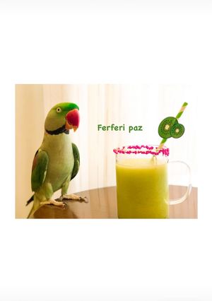 عکسی از دستور اسموتی طالبی