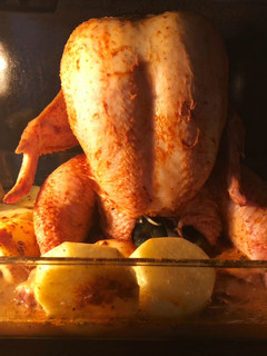 Una foto de Pollo sentado