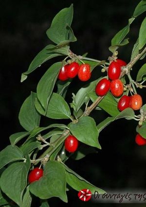 Φωτογραφία της συνταγής Λικέρ με Κράνα