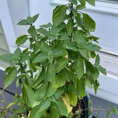 A picture of Basil Alfredo.