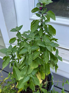 A picture of Basil Alfredo.
