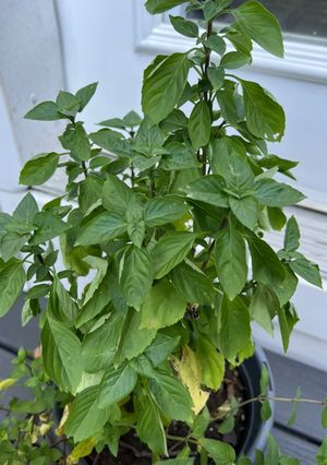 A picture of Basil Alfredo.
