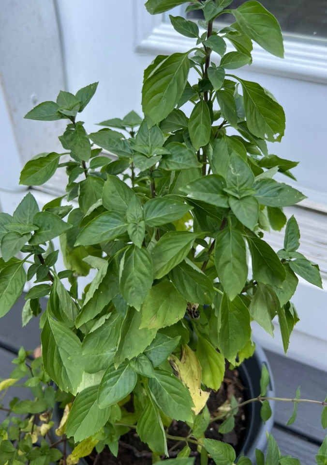 A picture of Basil Alfredo.