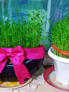 عکسی از دستور 🌿سبزه عدس🌿