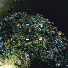 A picture of Vegetables soup with shoko and bitter leaf.
