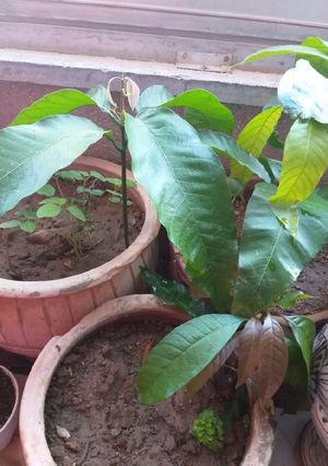 عکسی از دستور هسته انبه، خرمالو، دانه چای ترش