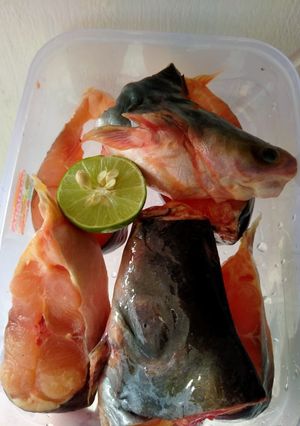 Foto resep Tips menyimpan ikan Patin mentah biar awet