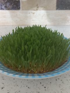 عکسی از دستور سبزه ارزن