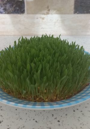 عکسی از دستور سبزه ارزن