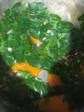 Sayur Bening Daun Kelor
