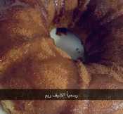 اسهل كيكة اسفنجية 🍰