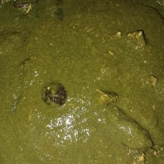 A picture of Chicken with molokiya(saluyot).