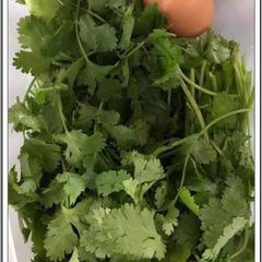 To store Coriander A picture of To store Coriander.