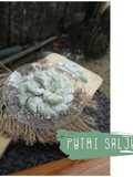 Kuker Putri Salju