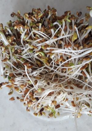 عکسی از دستور جوانه یونجه