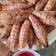 Udang Ronggeng/Mantis Shrimp