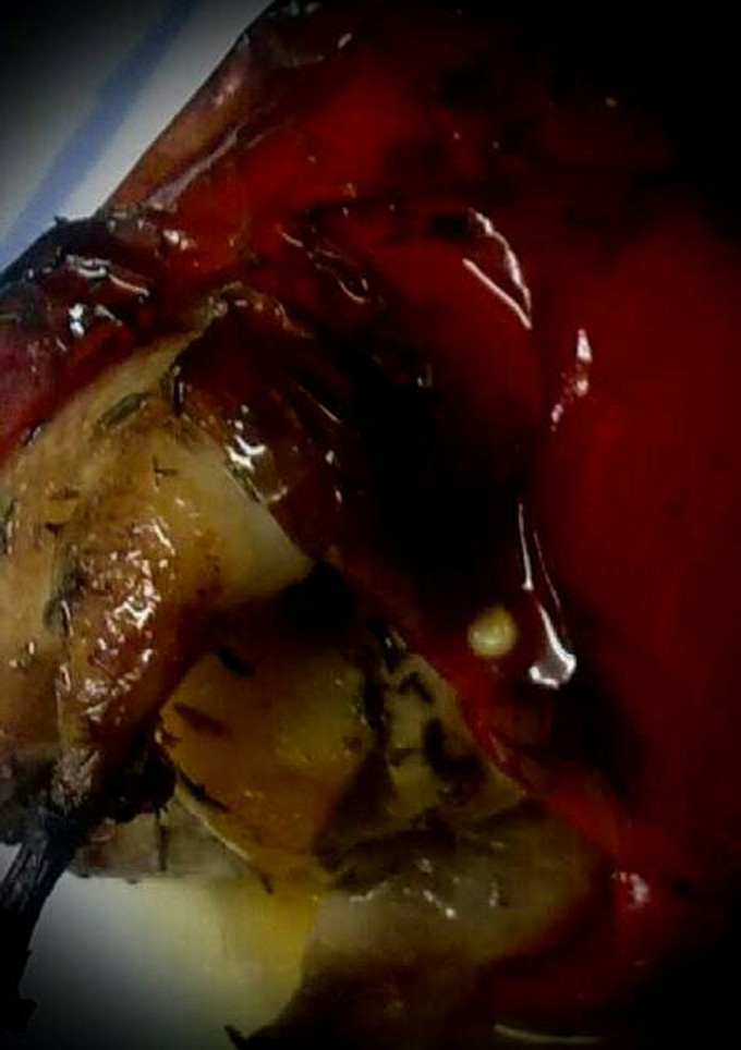 Una foto de 434. Codorniz borracha con pimiento al horno