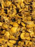 Funghi Champignon Saltati al Curry