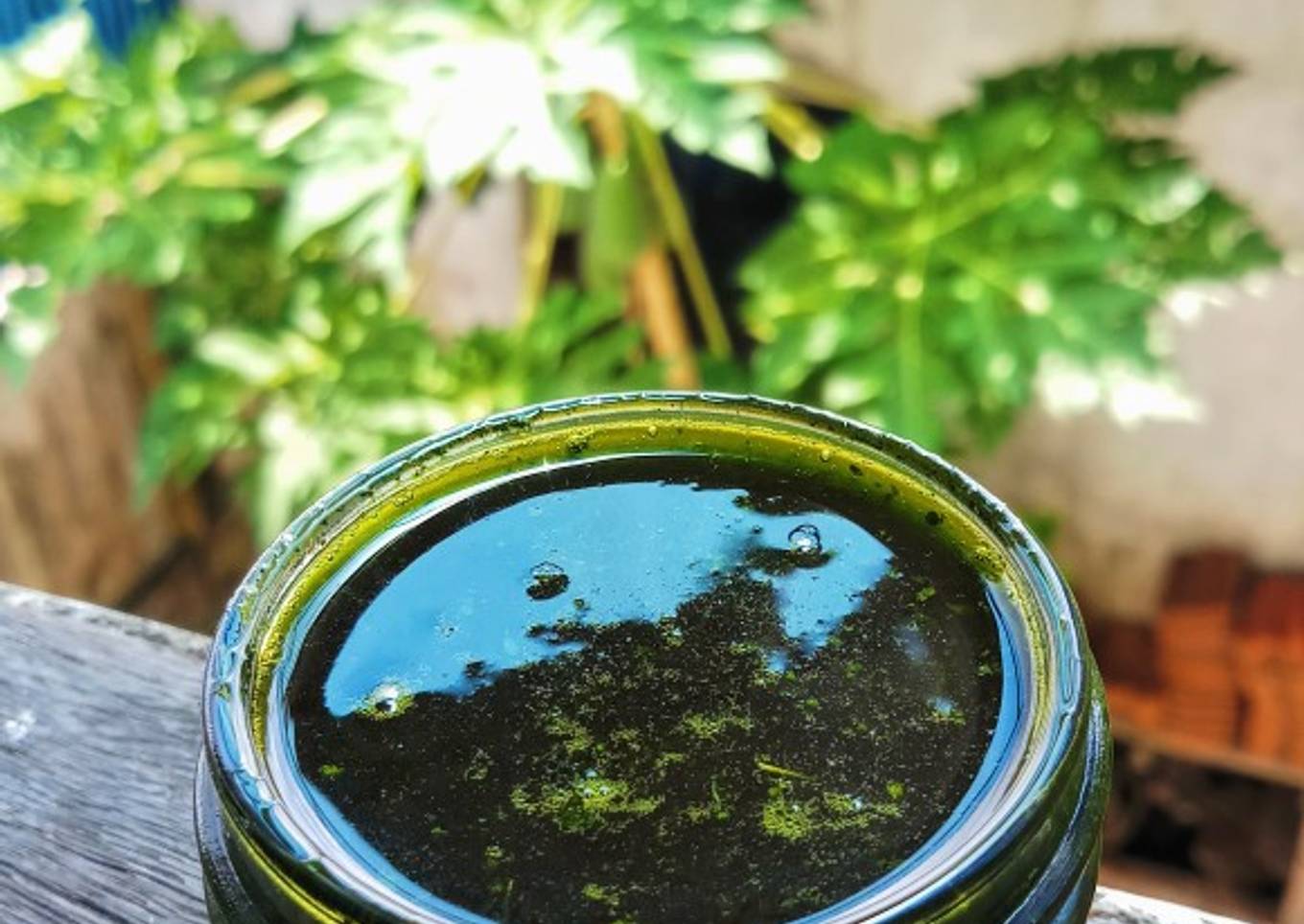 Xiang Chun / Chinese Cedar Vegan