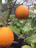 California Farm Blood Orange Harvest