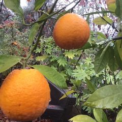A picture of California Farm Blood Orange Harvest.