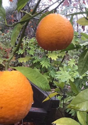 A picture of California Farm Blood Orange Harvest.
