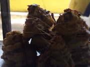 Una foto de profiteroles con maizena