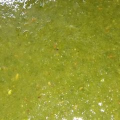 A picture of Green Chutney.
