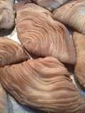 Sfogliatella típica factura Italiana