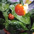 Ensalada fresca de espinaca