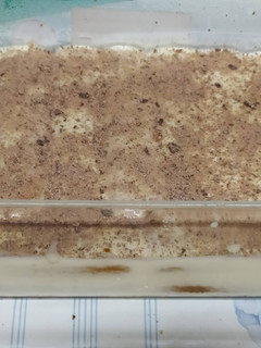 Una foto de Tiramisú en Thermomix. #Thermomix #TM6 #Recetasinternacionales