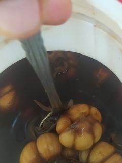 عکسی از دستور سیر ترشی ۲ ماهه