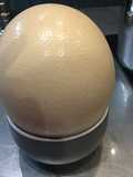 Boiled Egg XXL