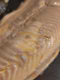 Truite saumonée en croûte de sel