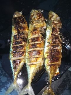Foto resep Ikan bakar kecap