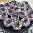 Awug awug ubi ungu /kue sengkulun ubi ungu