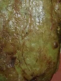 Una foto de Empanada de carne y queso 😉