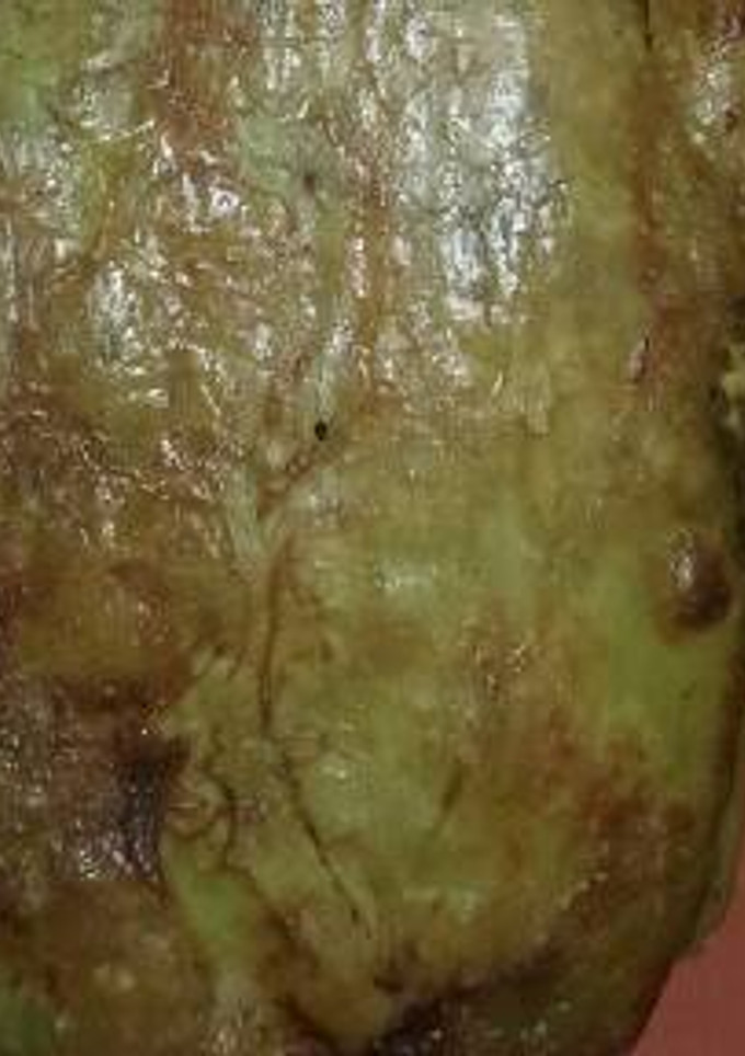 Una foto de Empanada de carne y queso 😉