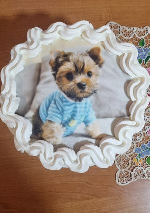 Vaníliakrém torta recept fotója
