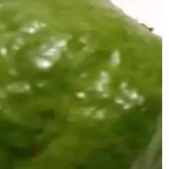 A picture of Green Chutney.