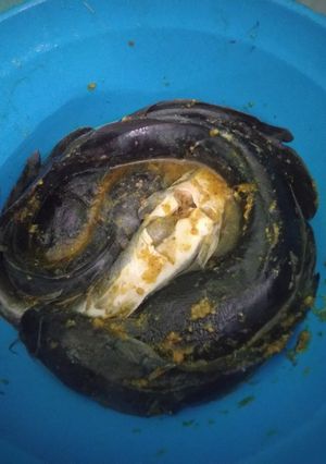 Foto resep Lele Bumbu Kuning
