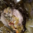 Garang asem daun