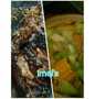 Resep: Jamur Kuah Bening plus Sambal Ikan Panggang Rumahan